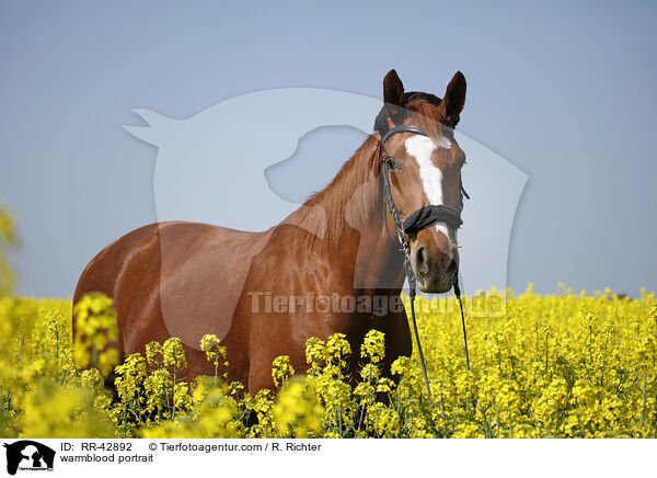 Deutsches Sportpferd Portrait / warmblood portrait / RR-42892