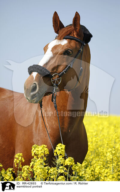 Deutsches Sportpferd Portrait / warmblood portrait / RR-42893