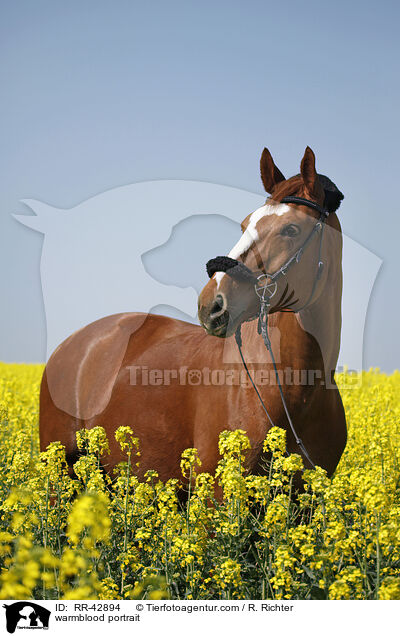 Deutsches Sportpferd Portrait / warmblood portrait / RR-42894