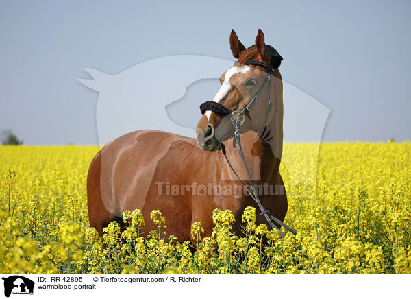 Deutsches Sportpferd Portrait / warmblood portrait / RR-42895