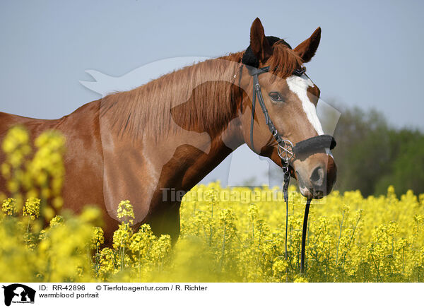 Deutsches Sportpferd Portrait / warmblood portrait / RR-42896