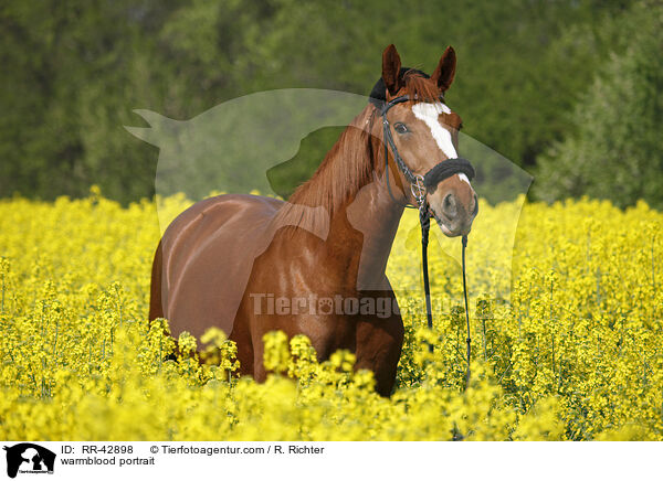 Deutsches Sportpferd Portrait / warmblood portrait / RR-42898