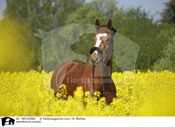 Deutsches Sportpferd Portrait / warmblood portrait / RR-42899