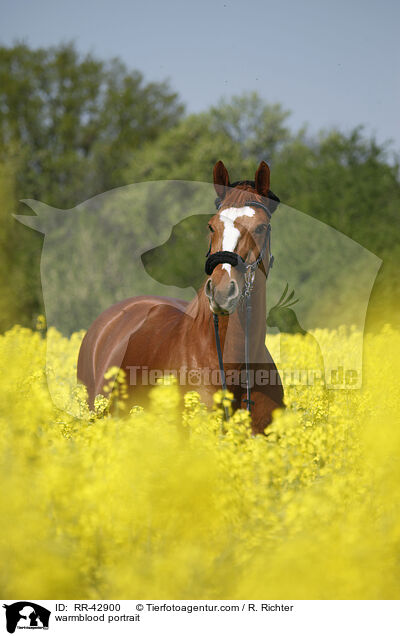 Deutsches Sportpferd Portrait / warmblood portrait / RR-42900