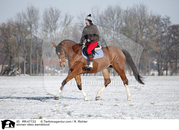 Frau reitet Deutsches Sportpferd / woman rides warmblood / RR-47722