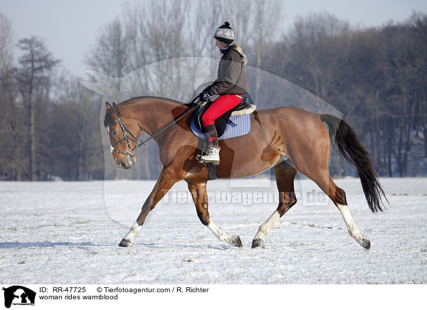 Frau reitet Deutsches Sportpferd / woman rides warmblood / RR-47725