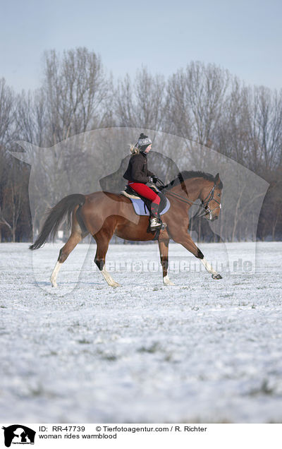 Frau reitet Deutsches Sportpferd / woman rides warmblood / RR-47739