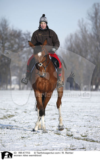 Frau reitet Deutsches Sportpferd / woman rides warmblood / RR-47753
