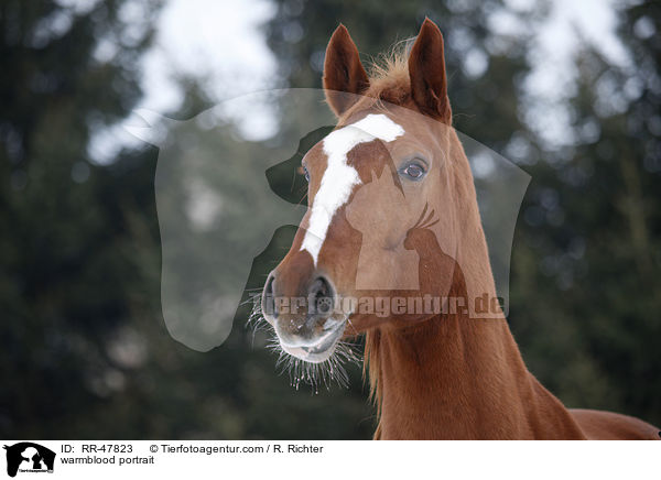 Deutsches Sportpferd Portrait / warmblood portrait / RR-47823