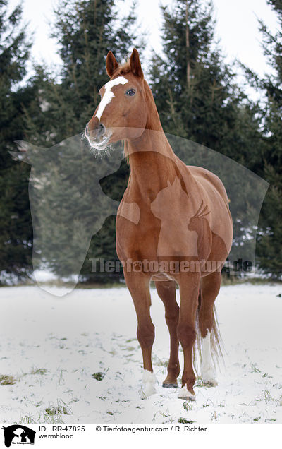 Deutsches Sportpferd / warmblood / RR-47825