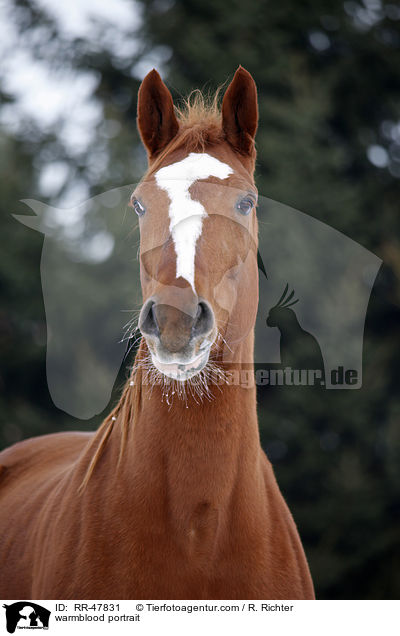 Deutsches Sportpferd Portrait / warmblood portrait / RR-47831