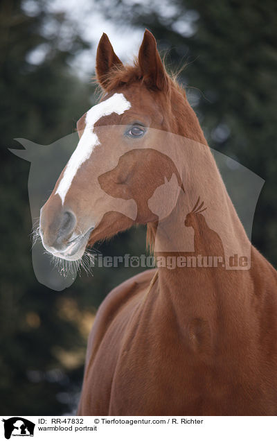 Deutsches Sportpferd Portrait / warmblood portrait / RR-47832