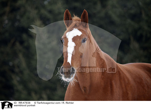 Deutsches Sportpferd Portrait / warmblood portrait / RR-47838