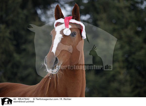 Deutsches Sportpferd Portrait / warmblood portrait / RR-47842