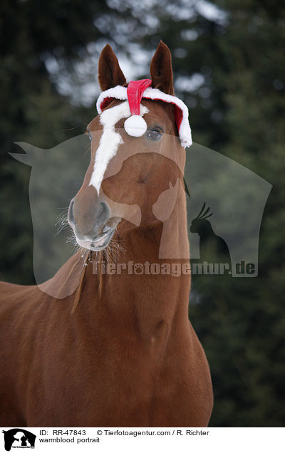 Deutsches Sportpferd Portrait / warmblood portrait / RR-47843