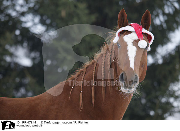Deutsches Sportpferd Portrait / warmblood portrait / RR-47844