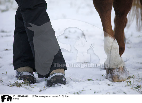Deutsches Sportpferd / horse / RR-47849
