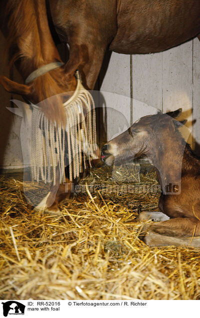 Stute mit Fohlen / mare with foal / RR-52016