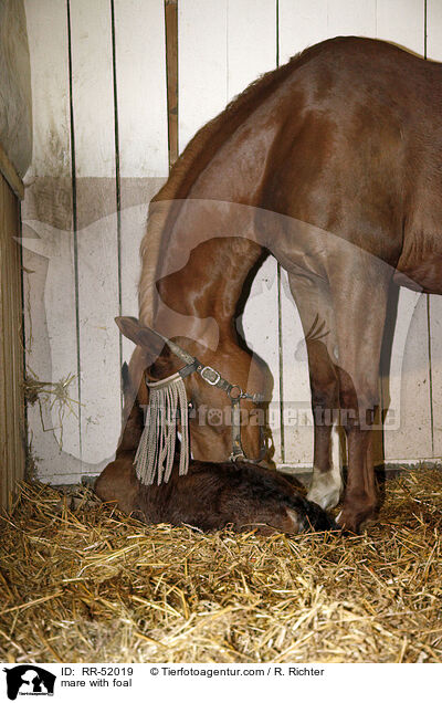 Stute mit Fohlen / mare with foal / RR-52019