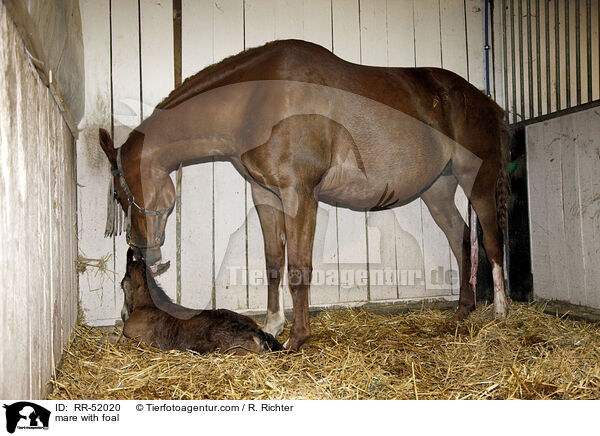 Stute mit Fohlen / mare with foal / RR-52020