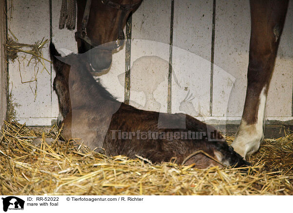 mare with foal / RR-52022
