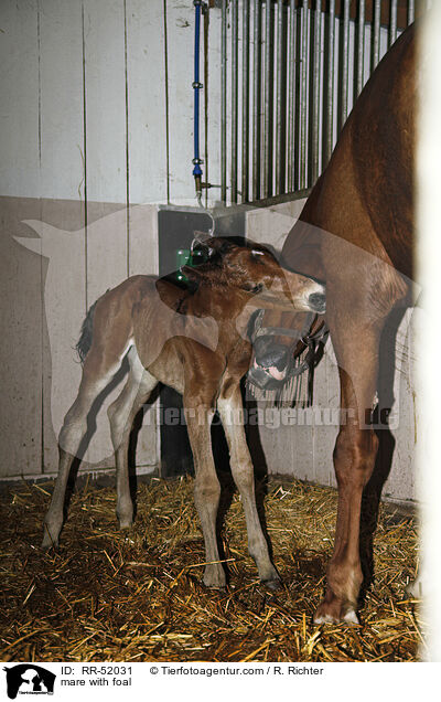 Stute mit Fohlen / mare with foal / RR-52031