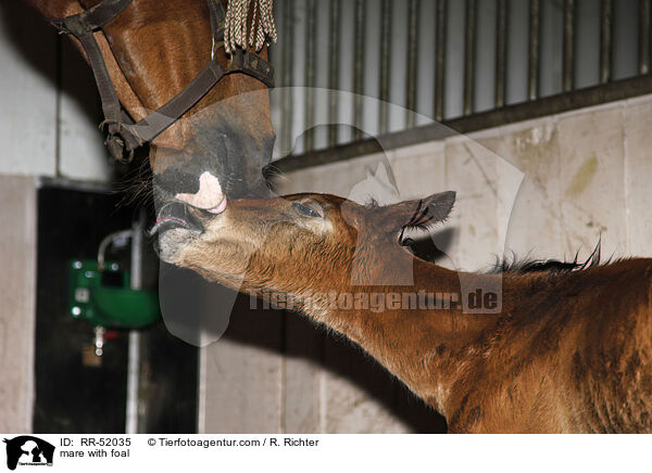 Stute mit Fohlen / mare with foal / RR-52035