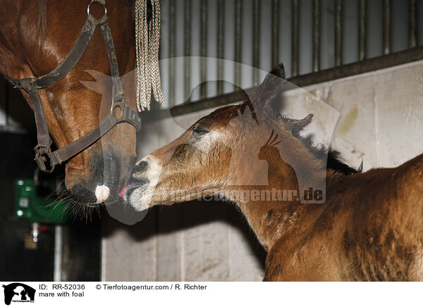 mare with foal / RR-52036