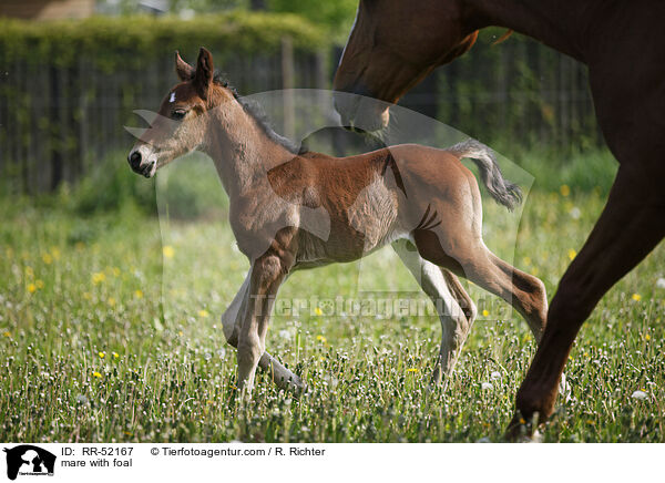 Stute mit Fohlen / mare with foal / RR-52167