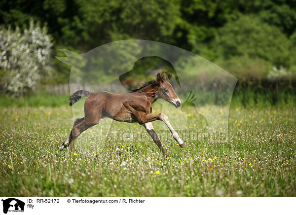 Stutfohlen / filly / RR-52172