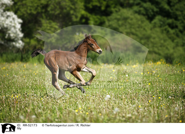 Stutfohlen / filly / RR-52173