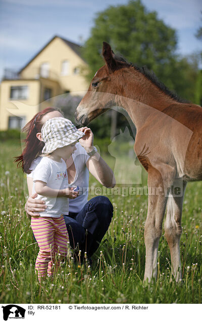 Stutfohlen / filly / RR-52181