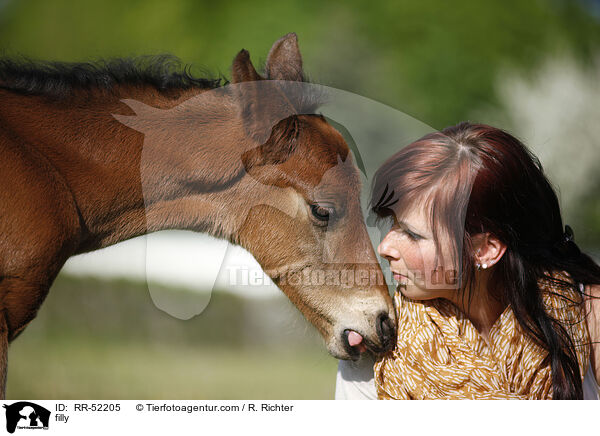 Stutfohlen / filly / RR-52205