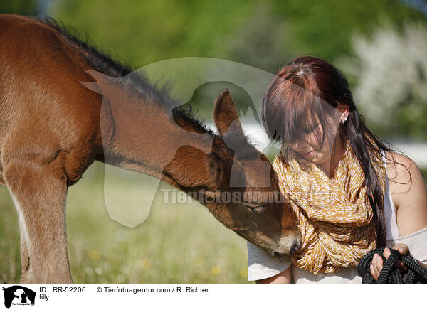 Stutfohlen / filly / RR-52206