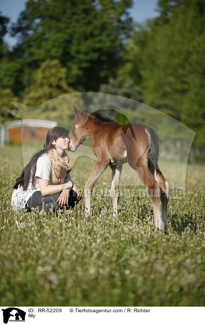 Stutfohlen / filly / RR-52209