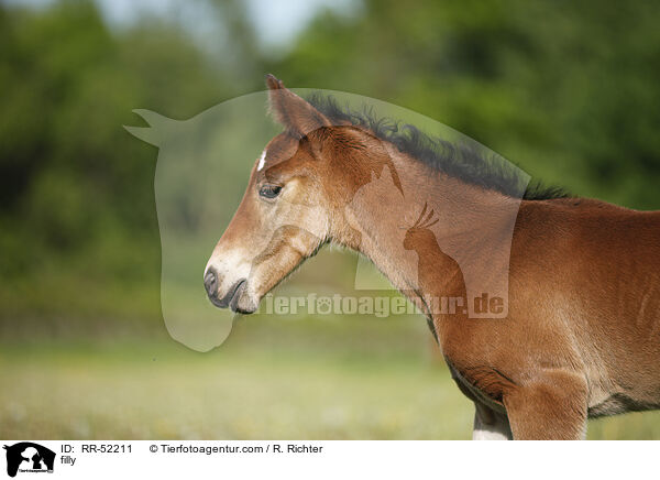 Stutfohlen / filly / RR-52211