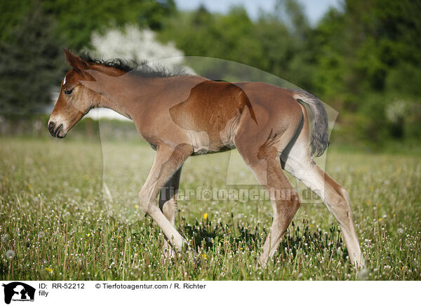 Stutfohlen / filly / RR-52212