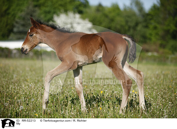 Stutfohlen / filly / RR-52213