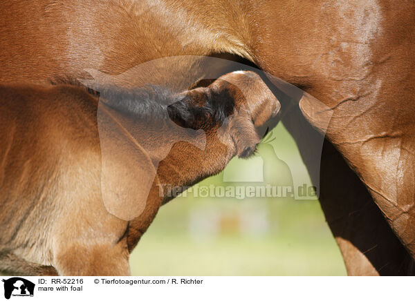 Stute mit Fohlen / mare with foal / RR-52216