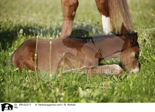 Stutfohlen / filly / RR-52217