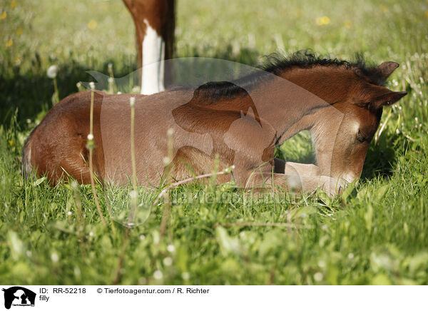 Stutfohlen / filly / RR-52218