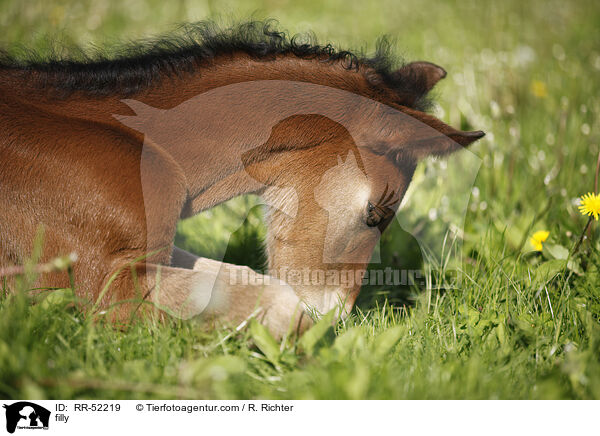 Stutfohlen / filly / RR-52219