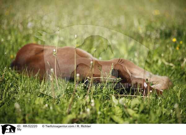 Stutfohlen / filly / RR-52220