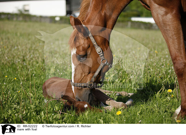 Stute mit Fohlen / mare with foal / RR-52222