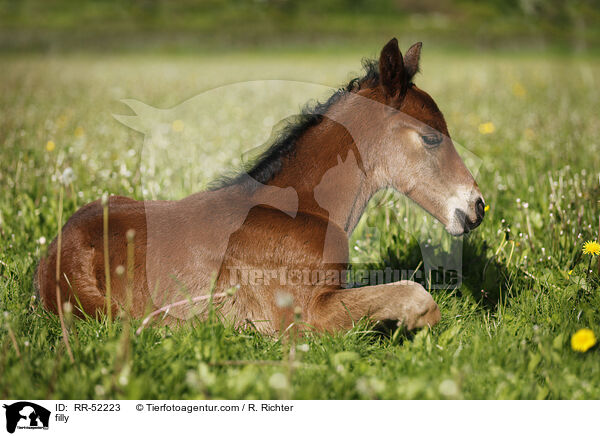 Stutfohlen / filly / RR-52223