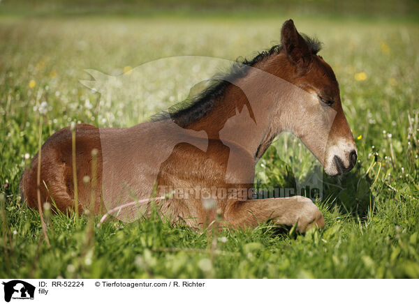Stutfohlen / filly / RR-52224
