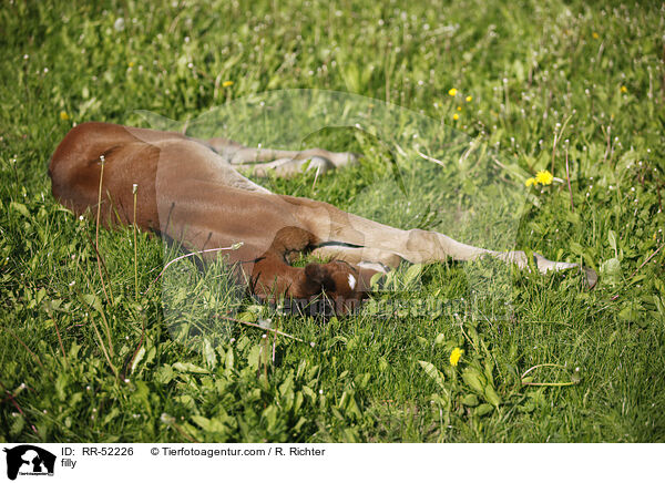 Stutfohlen / filly / RR-52226