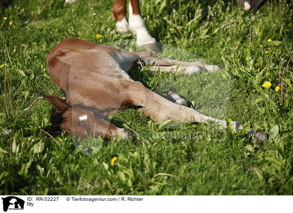 Stutfohlen / filly / RR-52227
