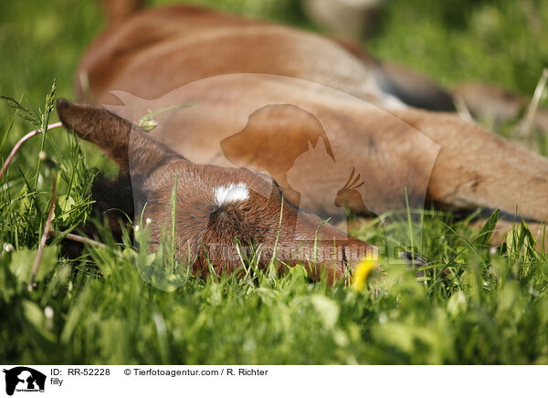 Stutfohlen / filly / RR-52228