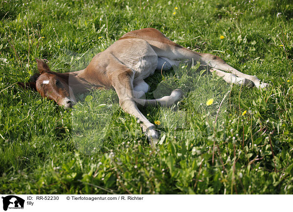 Stutfohlen / filly / RR-52230